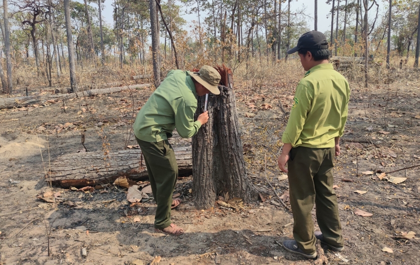 Lực lượng chức năng huyện Chư Prông đo đếm kích thước cây gỗ bị khai thác trái phép tại tiểu khu 1003. Ảnh: T.D