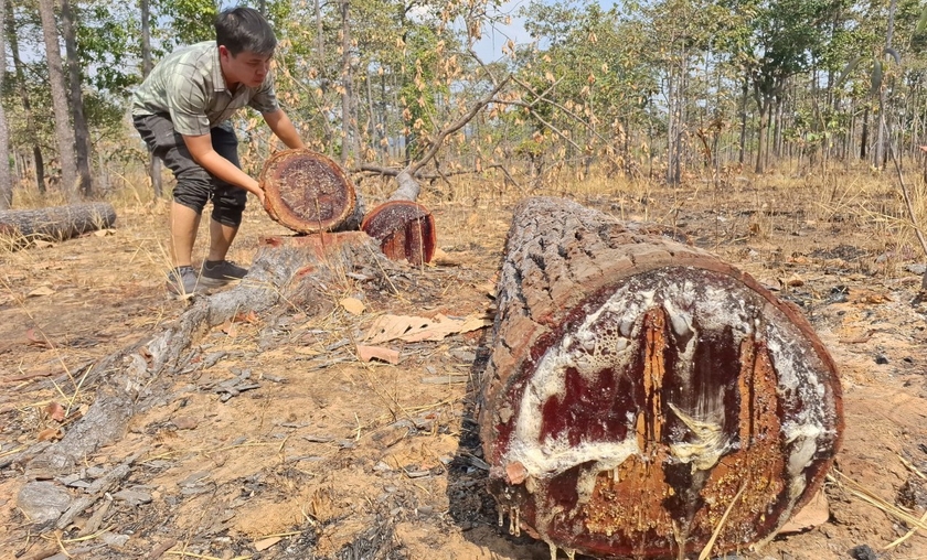 Tại hiện trường, nhiều gốc cây và thân gỗ bị cưa hạ còn ứa nhựa nằm ngổn ngang trên mặt đất. Ảnh: T.D
