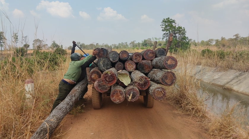 Xe công nông chở tang vật vụ khai thác lâm sản trái phép tại tiểu khu 1003 về Ban Quản lý rừng phòng hộ Ia Meur. Ảnh: T.D