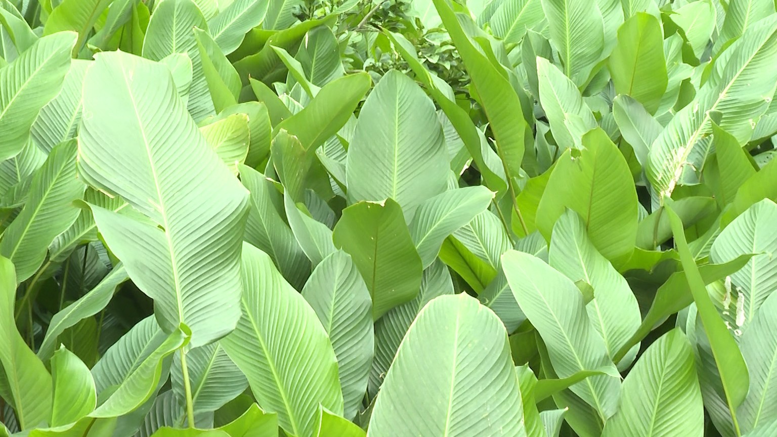 Lào Cai: Lá dong kể chuyện ngày Tết