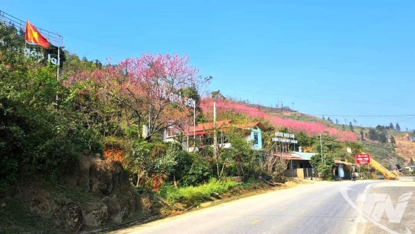 Thái Nguyên: Ngân Sơn khoe sắc đào thắm