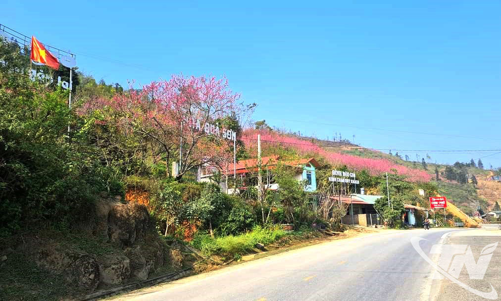 Thái Nguyên: Ngân Sơn khoe sắc đào thắm