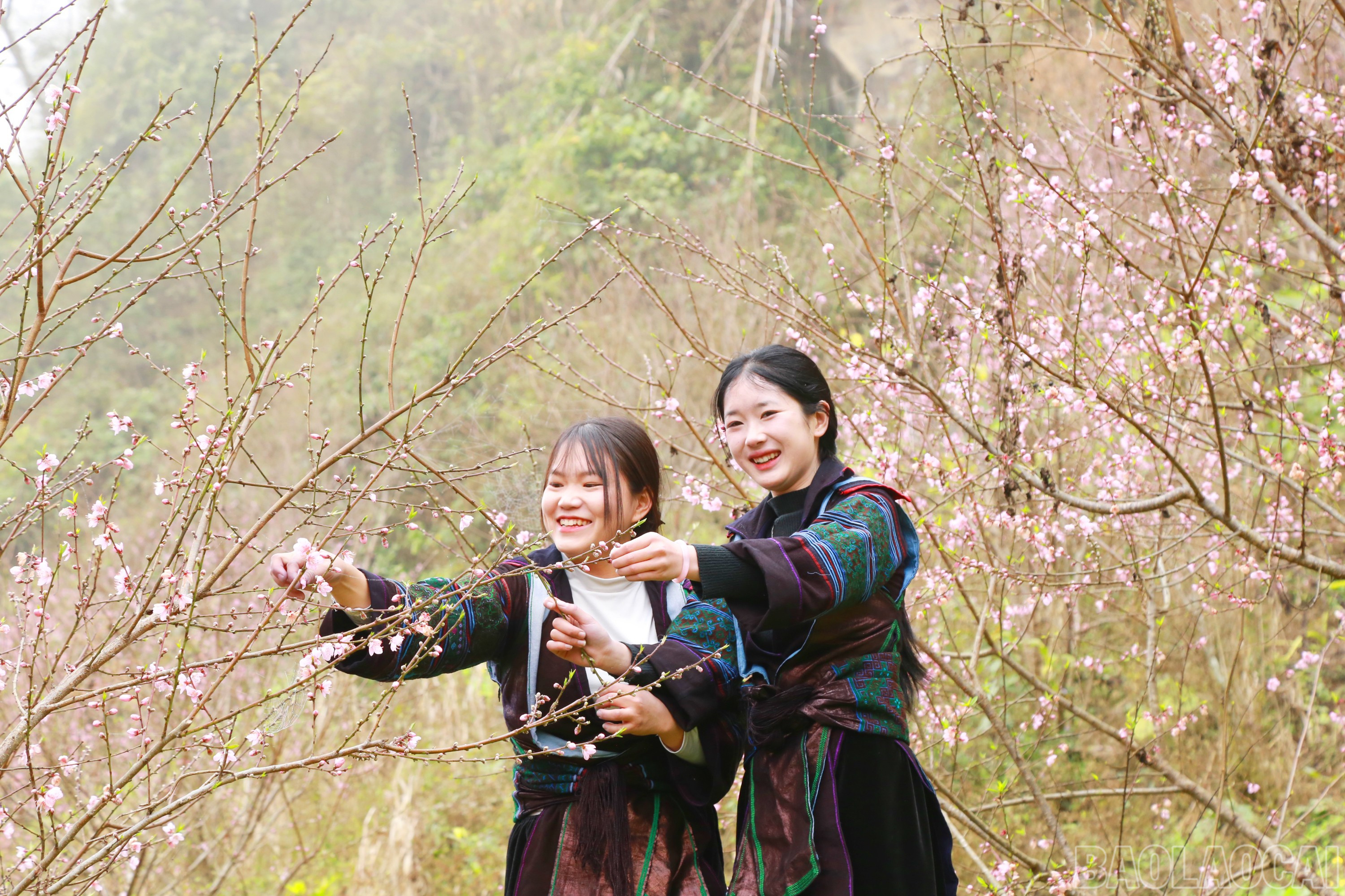 Lào Cai: Nắng ấm Bản Giàng