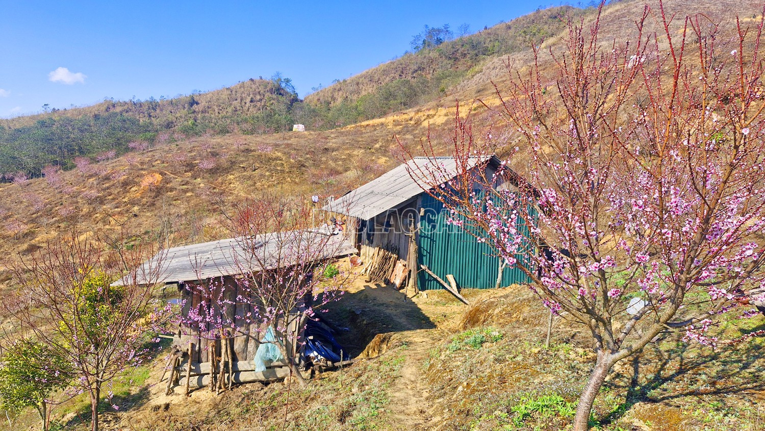 Lào Cai: Nắng ấm Bản Giàng