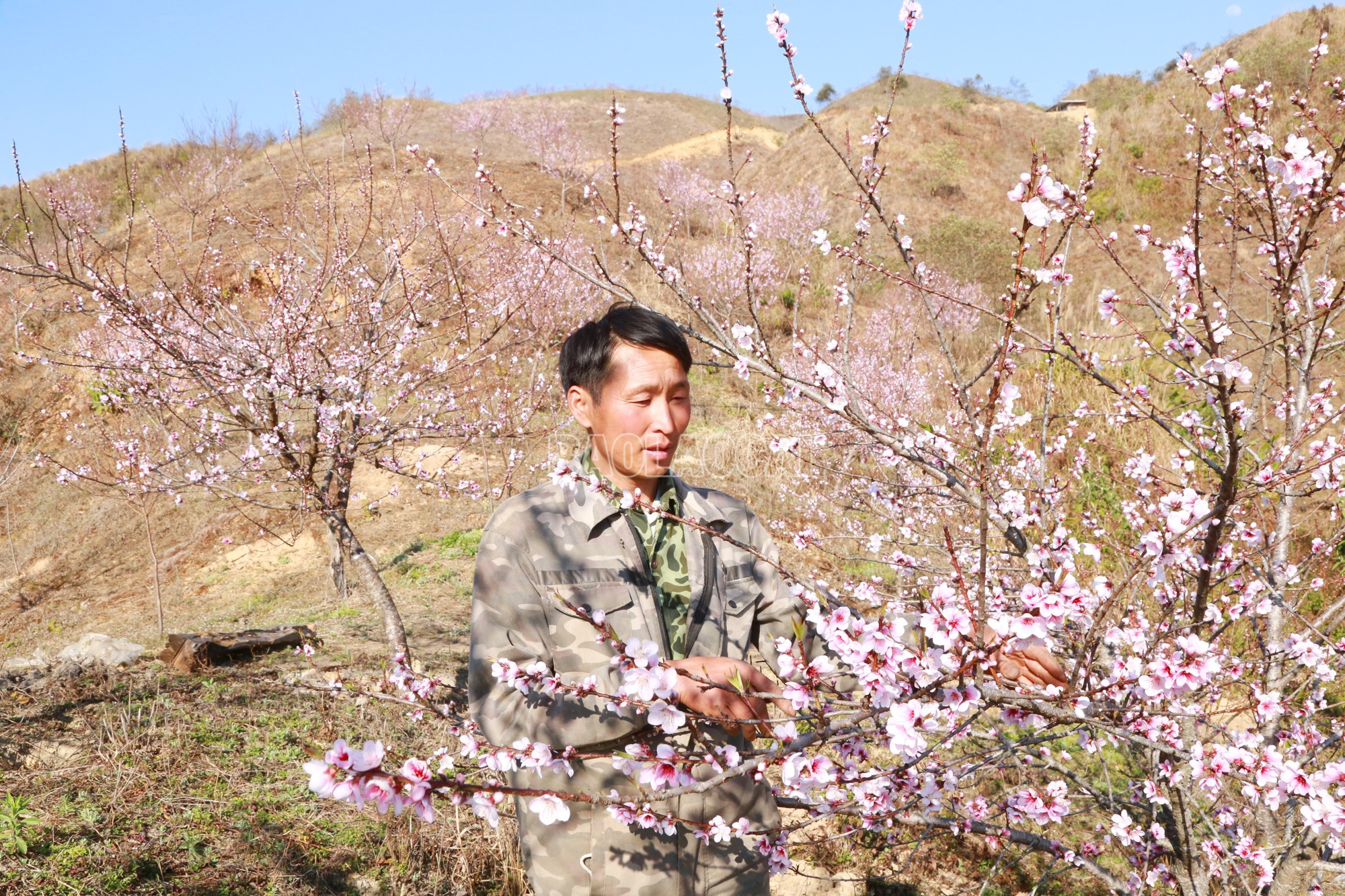 Lào Cai: Nắng ấm Bản Giàng