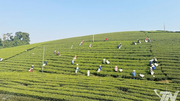 Thái Nguyên: Tiềm năng du lịch trải nghiệm vùng chè
