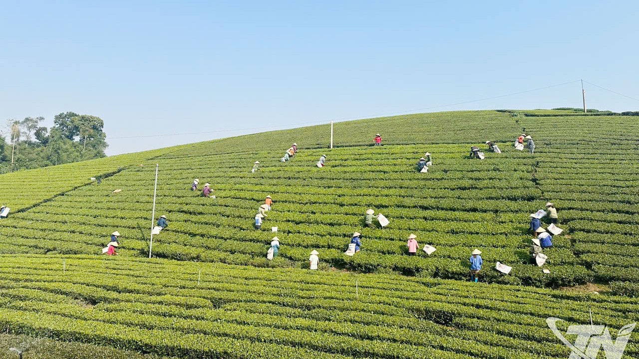 Thái Nguyên: Tiềm năng du lịch trải nghiệm vùng chè