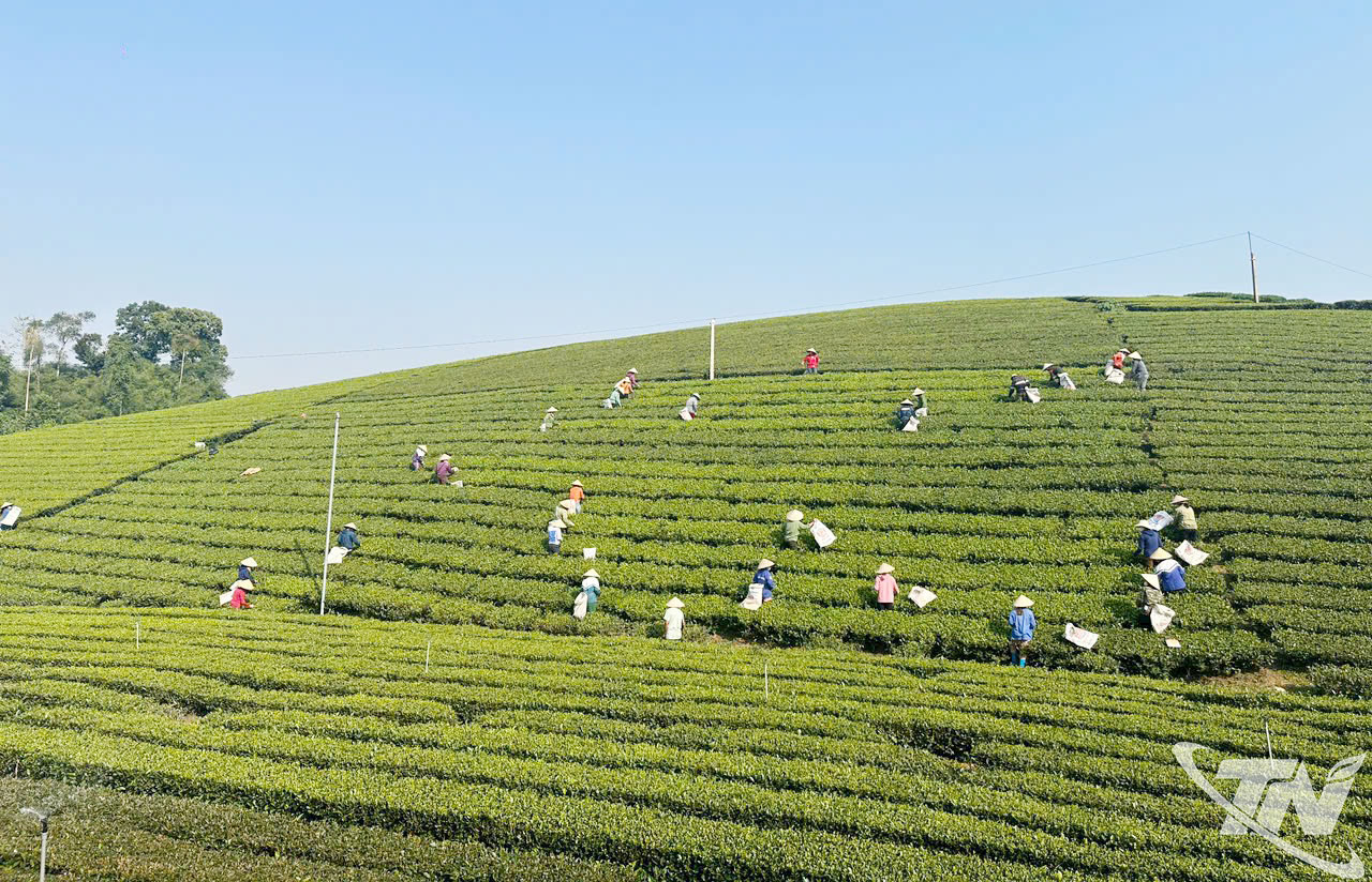 Thái Nguyên: Tiềm năng du lịch trải nghiệm vùng chè