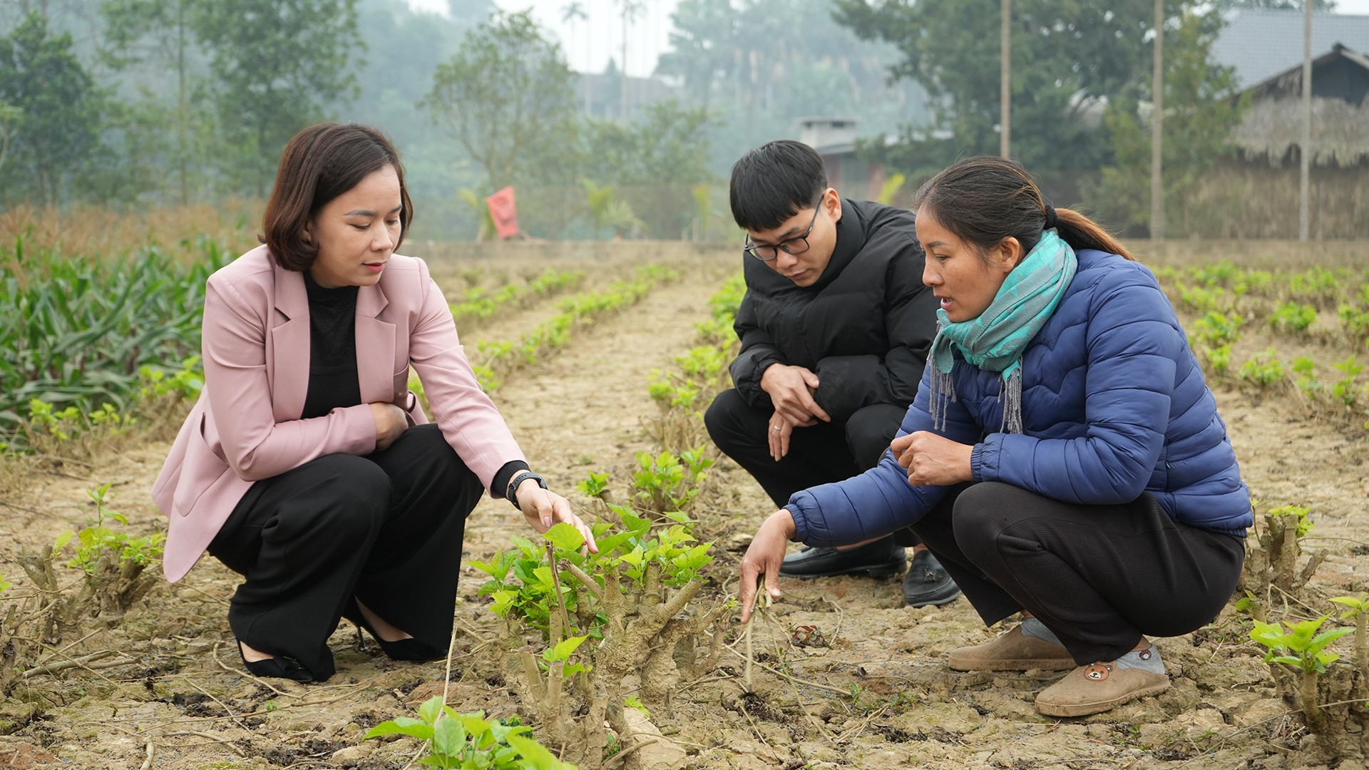 Đầu xuân xông đất vùng dâu Trấn Yên