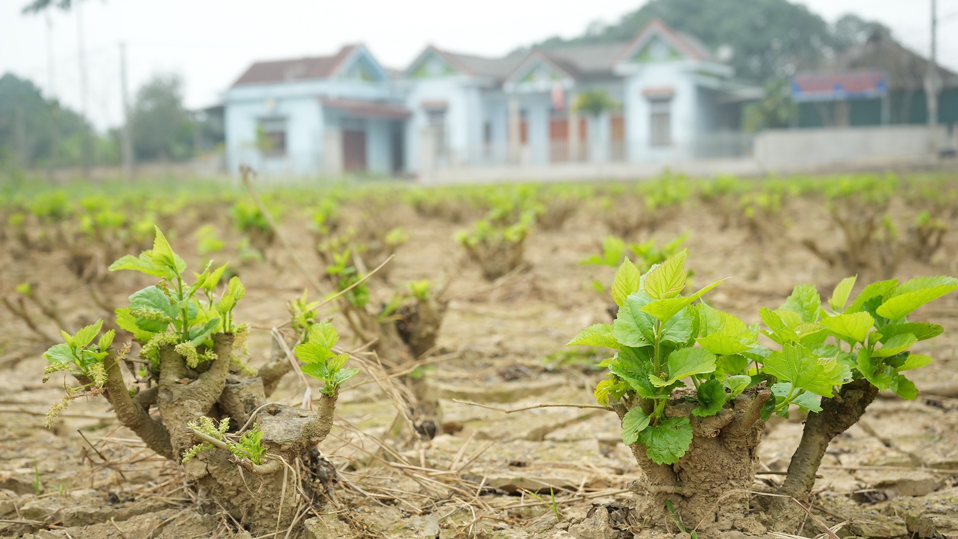 Lào Cai: Đầu xuân xông đất vùng dâu Trấn Yên