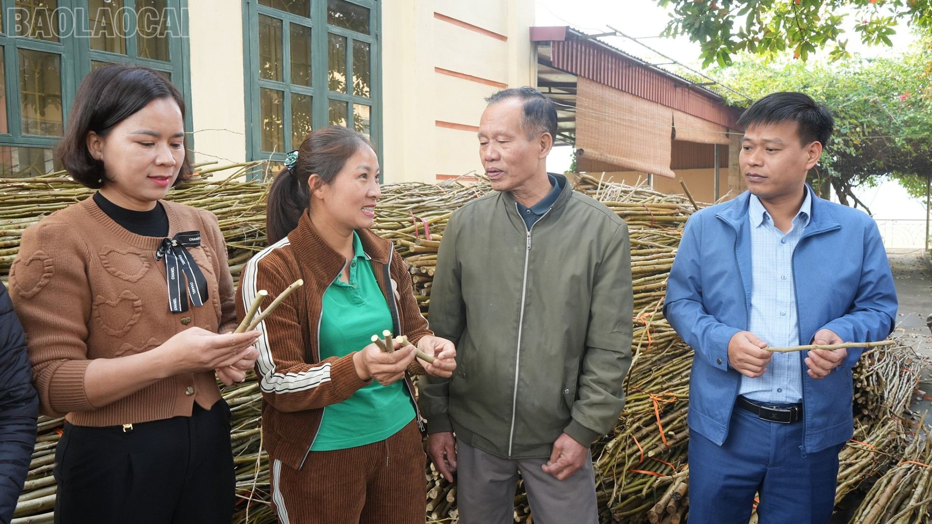 Lào Cai: Đầu xuân xông đất vùng dâu Trấn Yên