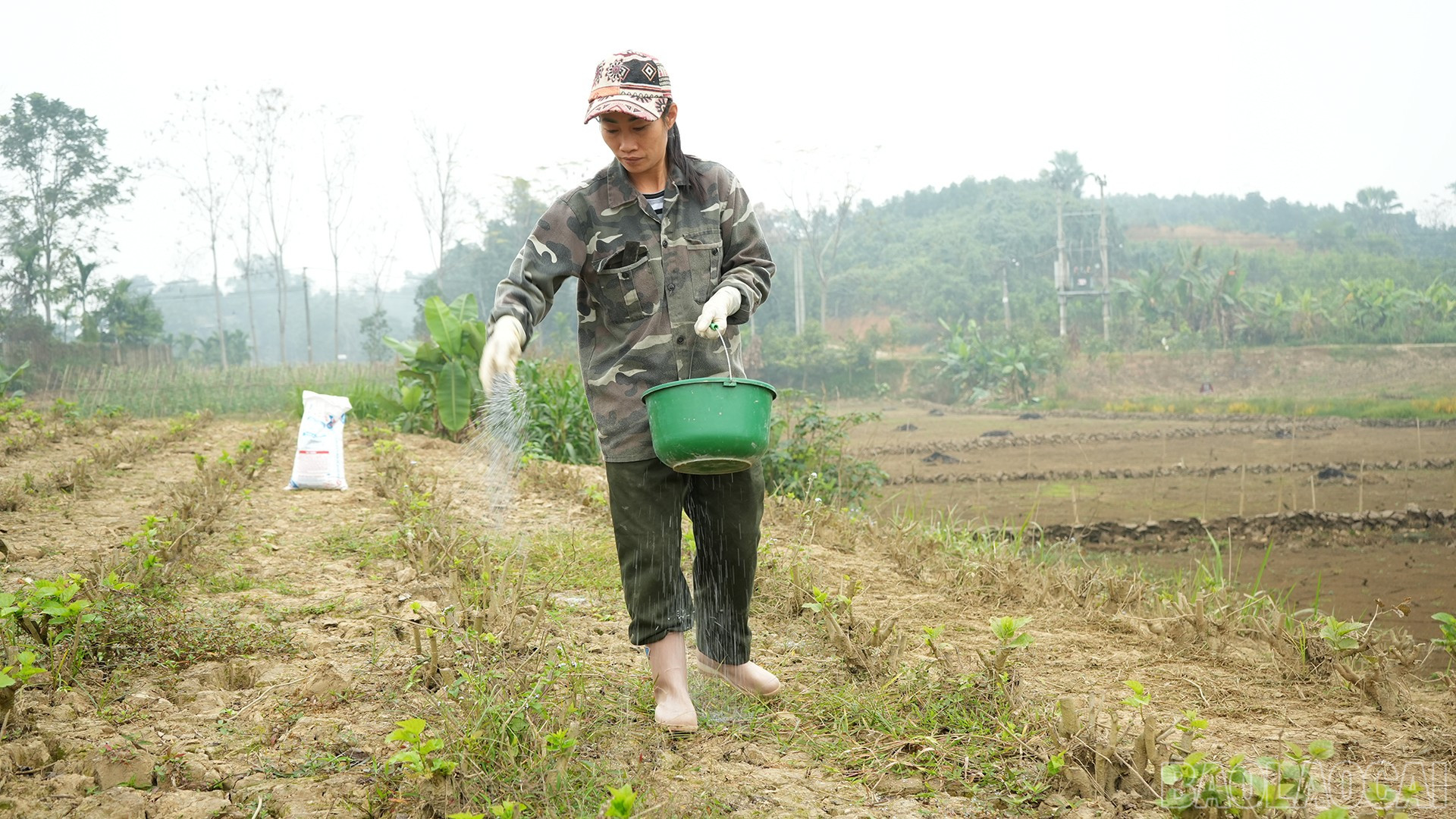 Lào Cai: Đầu xuân xông đất vùng dâu Trấn Yên