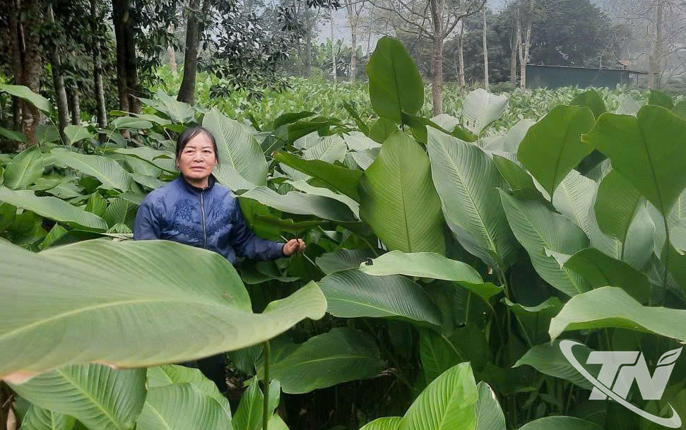 Thái Nguyên: Từ "lộc rừng" đến sản phẩm hàng hóa