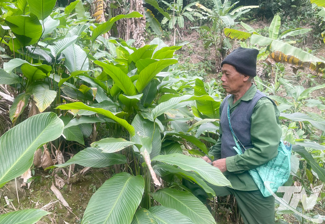 Thái Nguyên: Từ "lộc rừng" đến sản phẩm hàng hóa