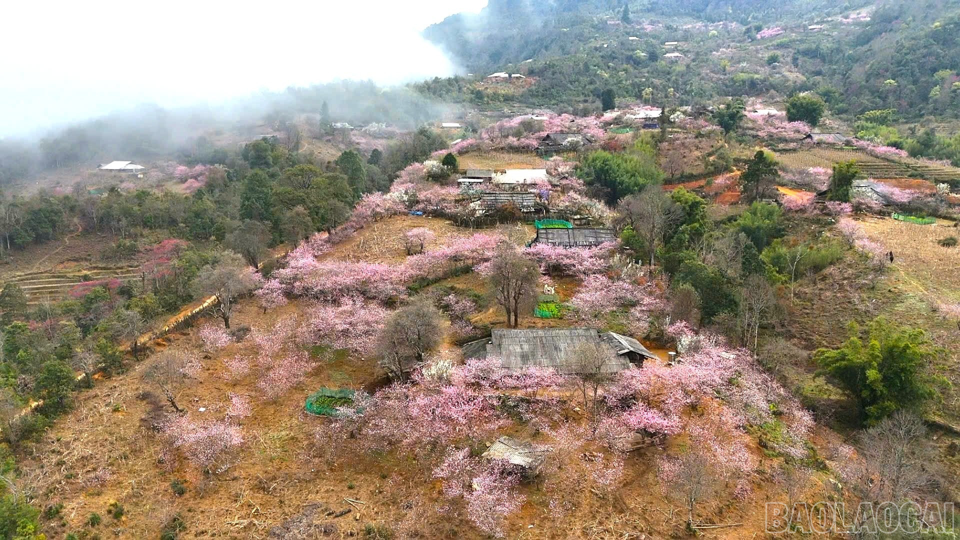 Lào Cai: Sắc đào Lùng Cúng - bản tình ca của núi rừng Tây Bắc Lào Cai: Sắc đào Lùng Cúng - bản tình ca của núi rừng Tây Bắc