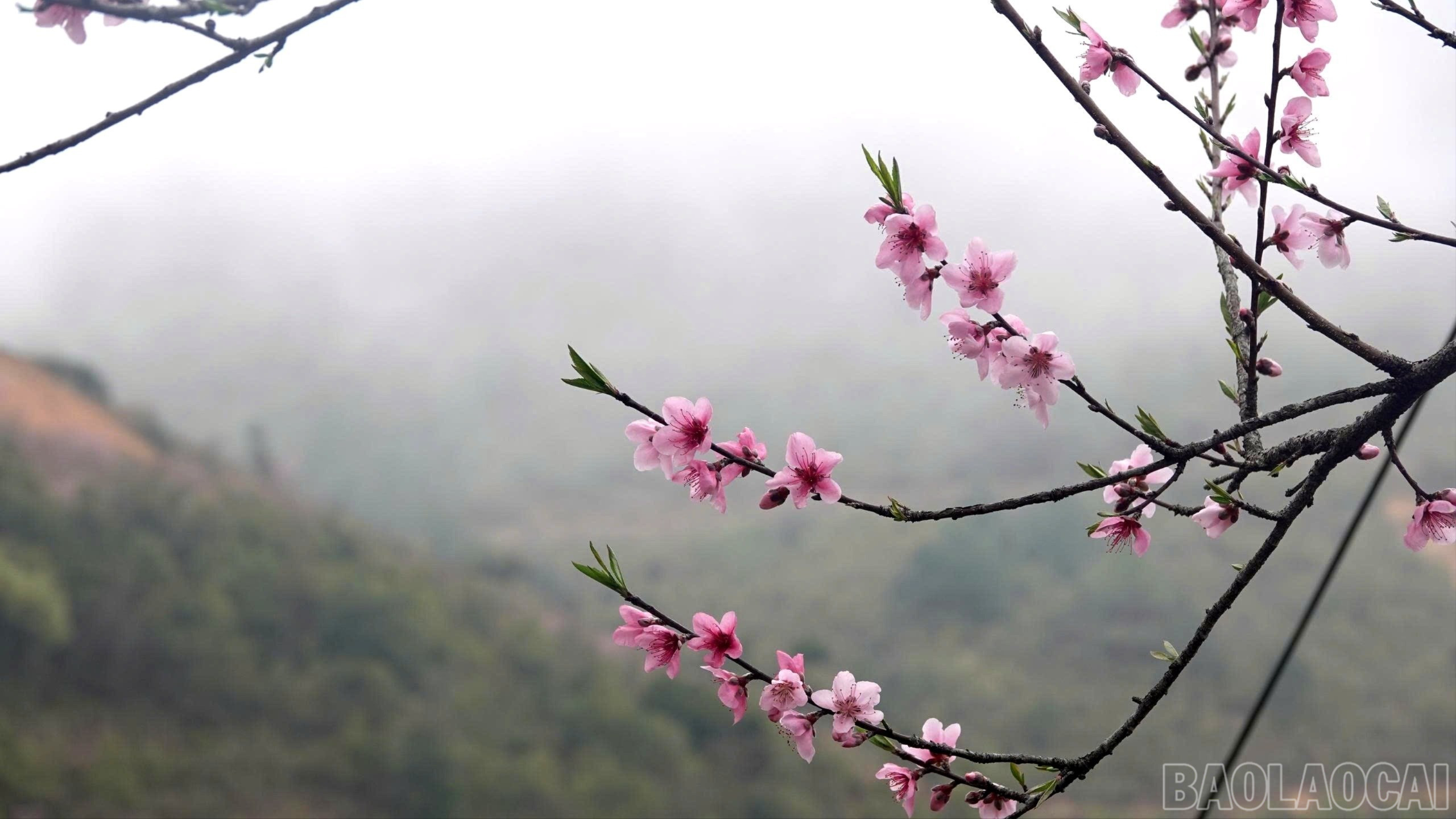 Lào Cai: Sắc đào Lùng Cúng - bản tình ca của núi rừng Tây Bắc Lào Cai: Sắc đào Lùng Cúng - bản tình ca của núi rừng Tây Bắc