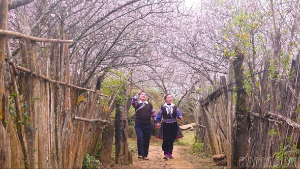 Lào Cai: Sắc đào Lùng Cúng - bản tình ca của núi rừng Tây Bắc