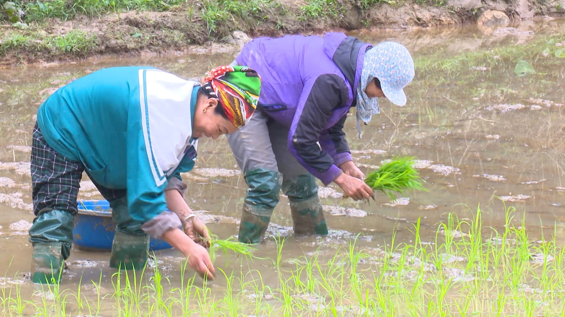 Lào Cai: Xuân về trên quê hương Việt Hồng