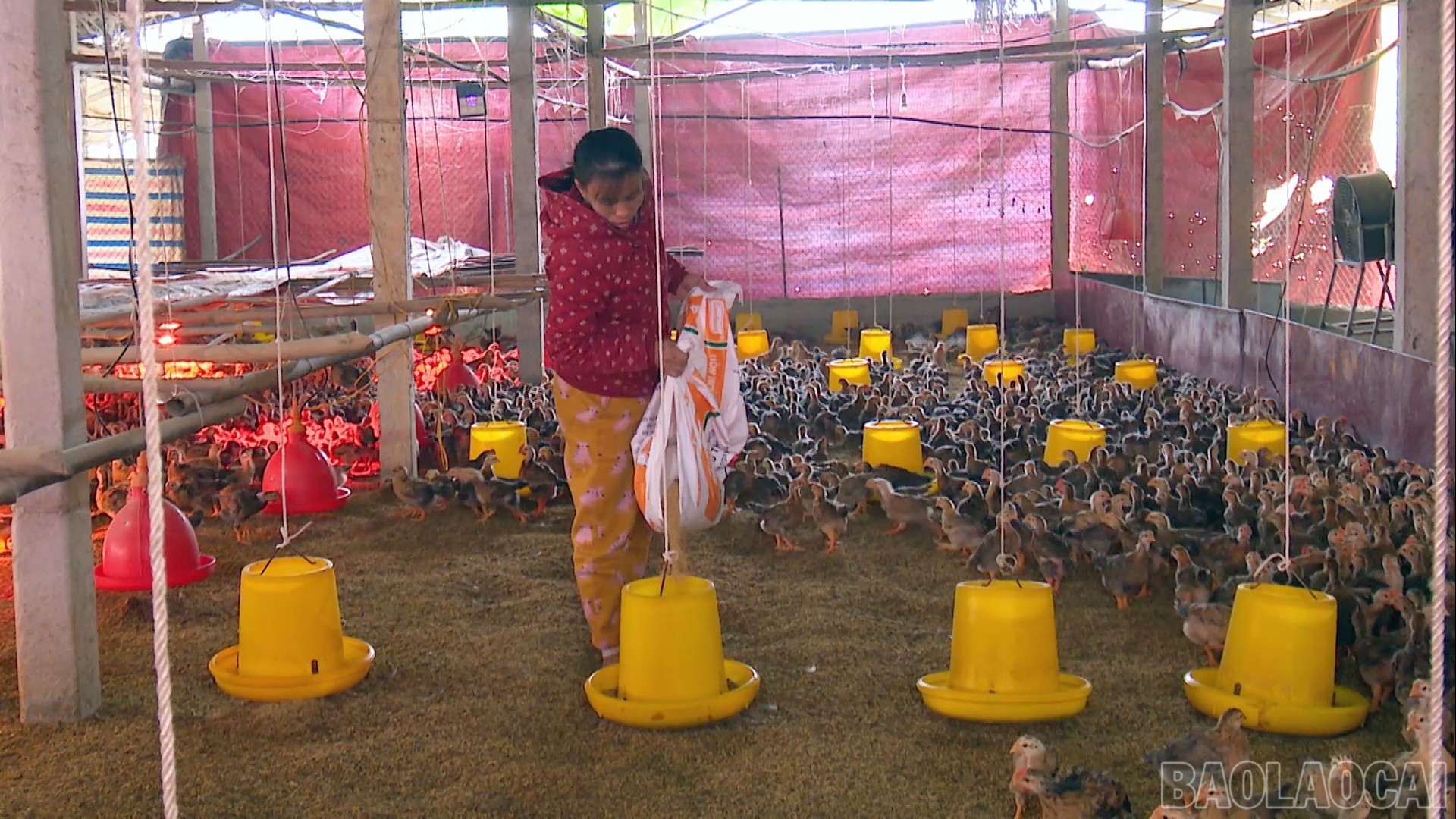 Lào Cai: Xuân về trên quê hương Việt Hồng