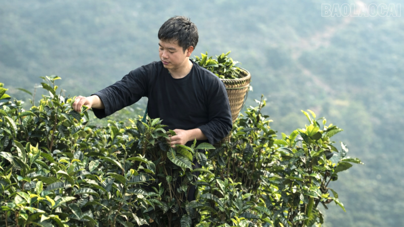 Lào Cai Du lịch Văn Chấn rực rỡ trong sắc xuân