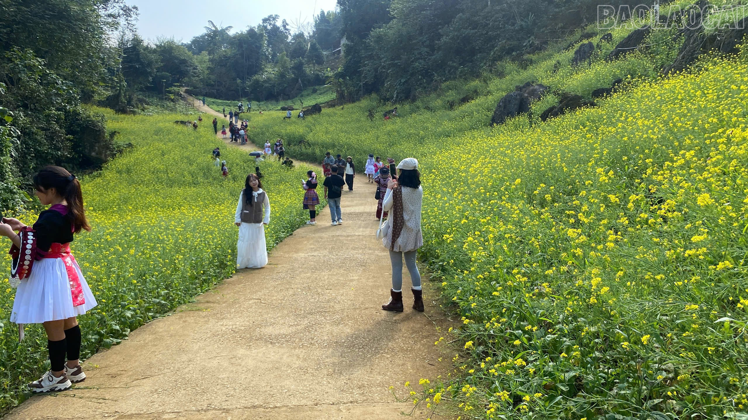 Lào Cai Du lịch Văn Chấn rực rỡ trong sắc xuân