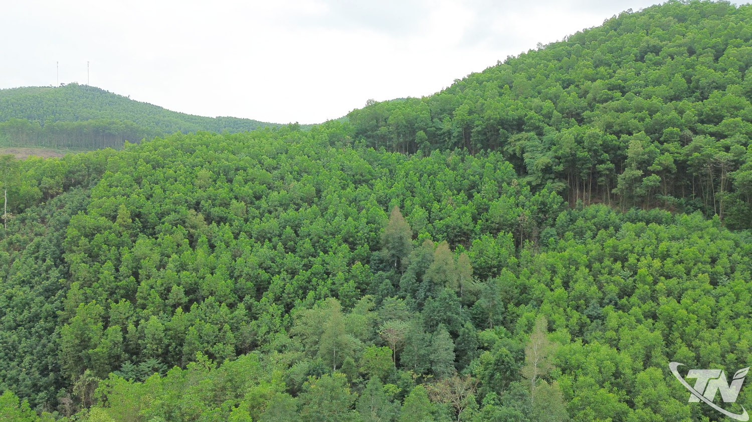 Thái Nguyên: Màu xanh từ những cánh rừng FSC