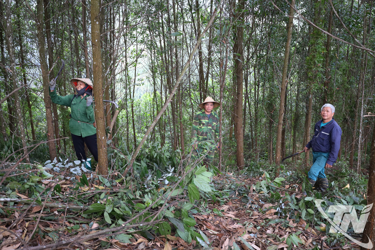 Thái Nguyên: Màu xanh từ những cánh rừng FSC