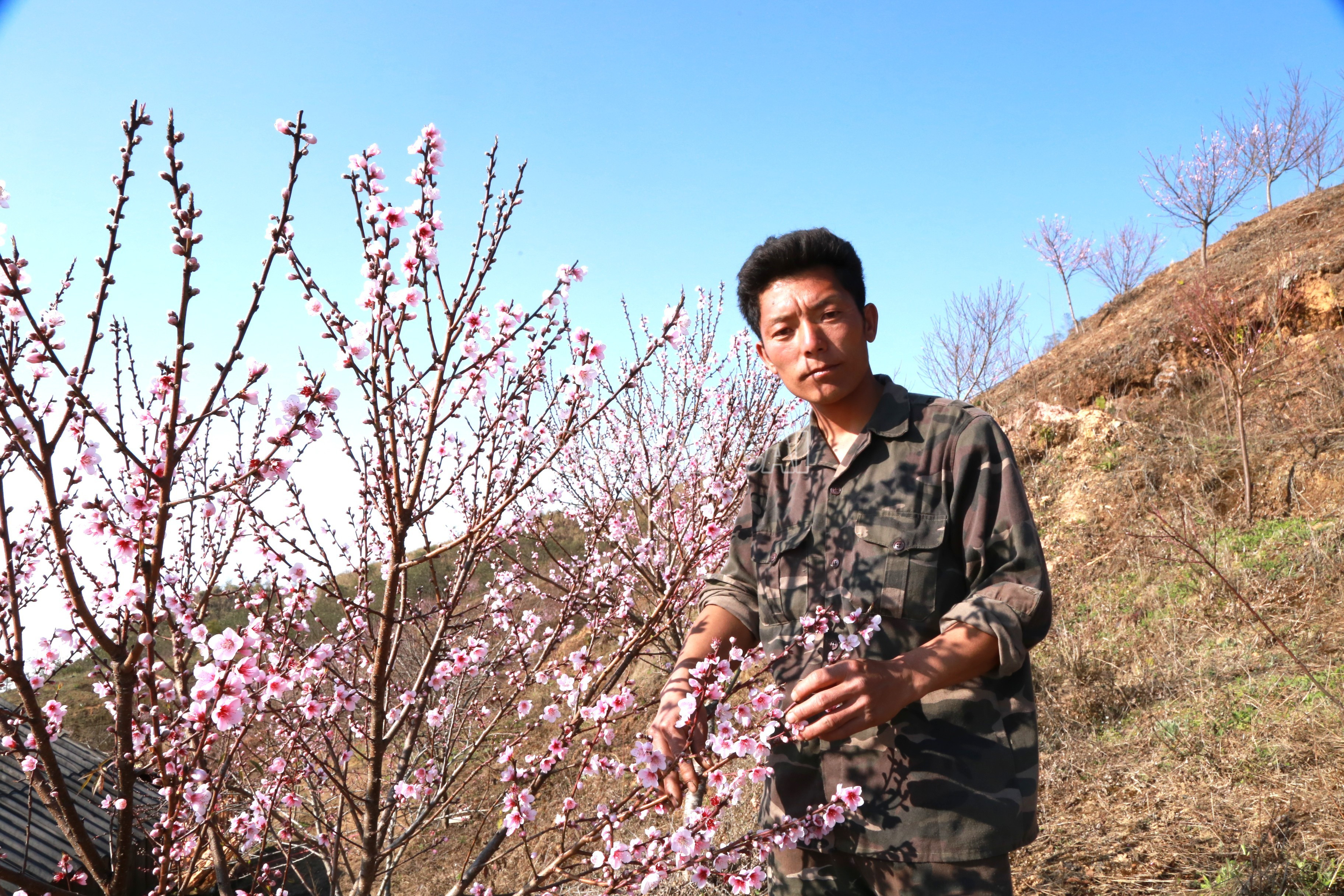 Lào Cai: Triệu phú hoa đào trên núi Bản Giàng Lào Cai: Triệu phú hoa đào trên núi Bản Giàng