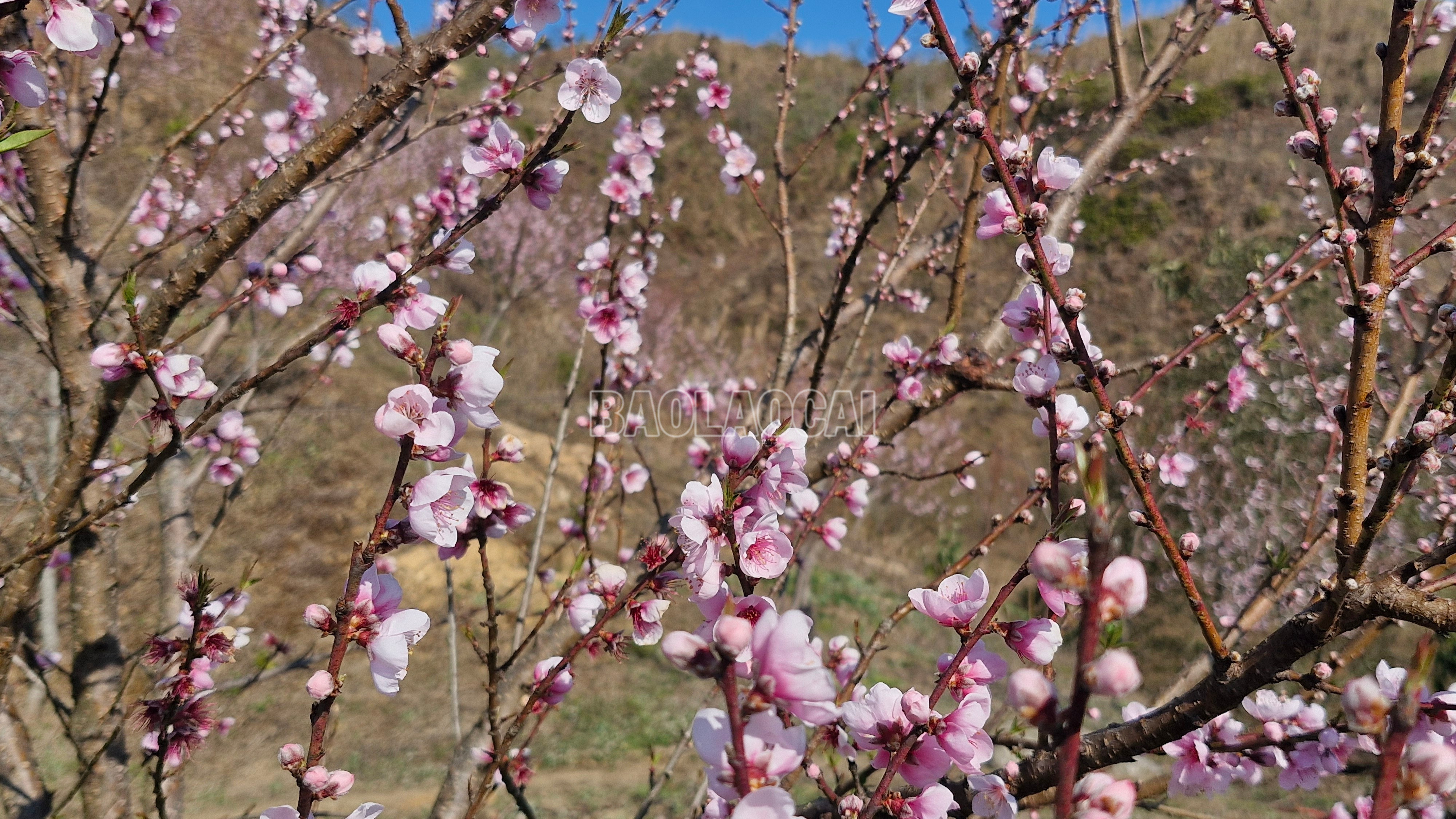 Lào Cai: Triệu phú hoa đào trên núi Bản Giàng Lào Cai: Triệu phú hoa đào trên núi Bản Giàng