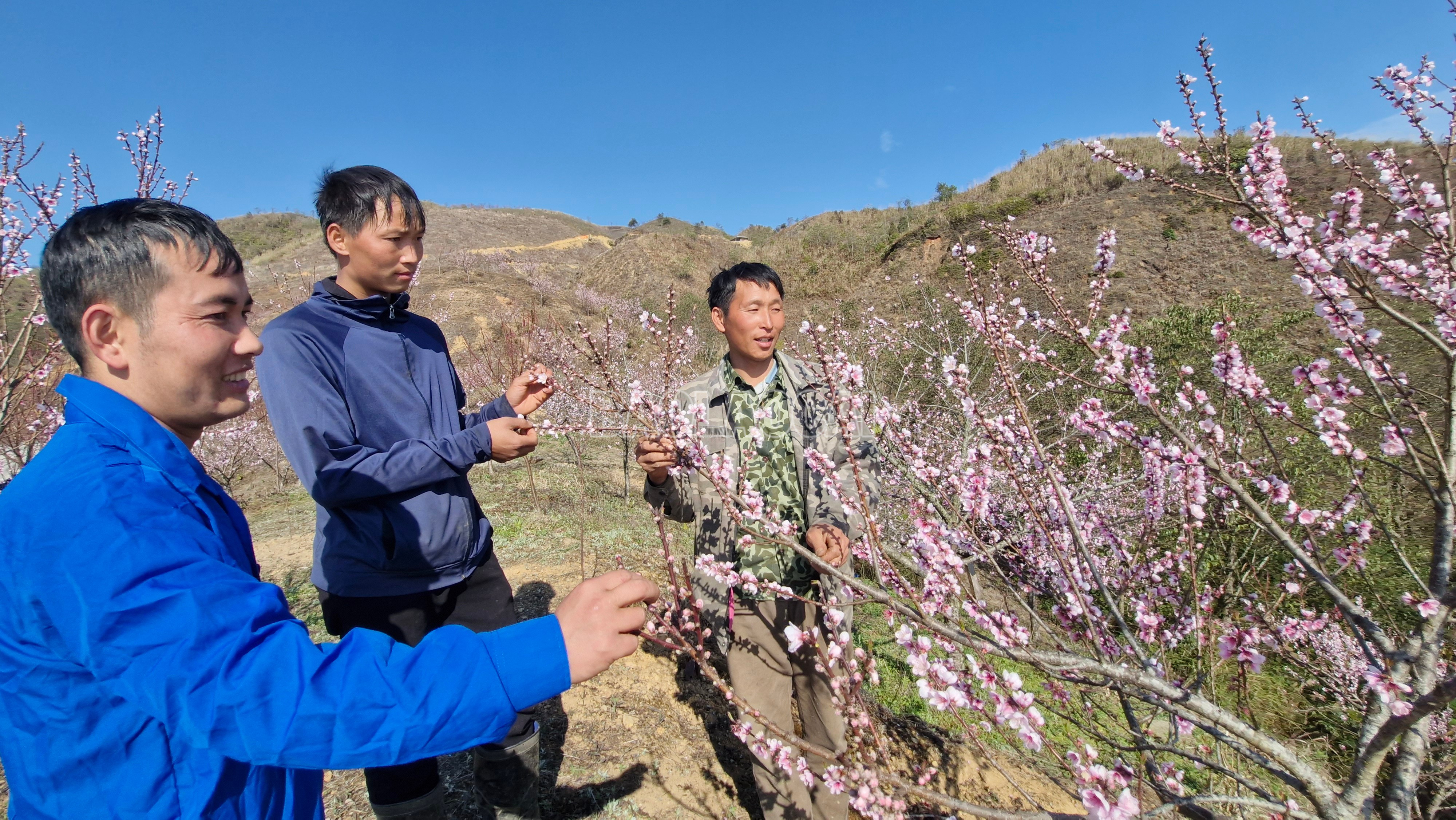 Lào Cai: Triệu phú hoa đào trên núi Bản Giàng Lào Cai: Triệu phú hoa đào trên núi Bản Giàng