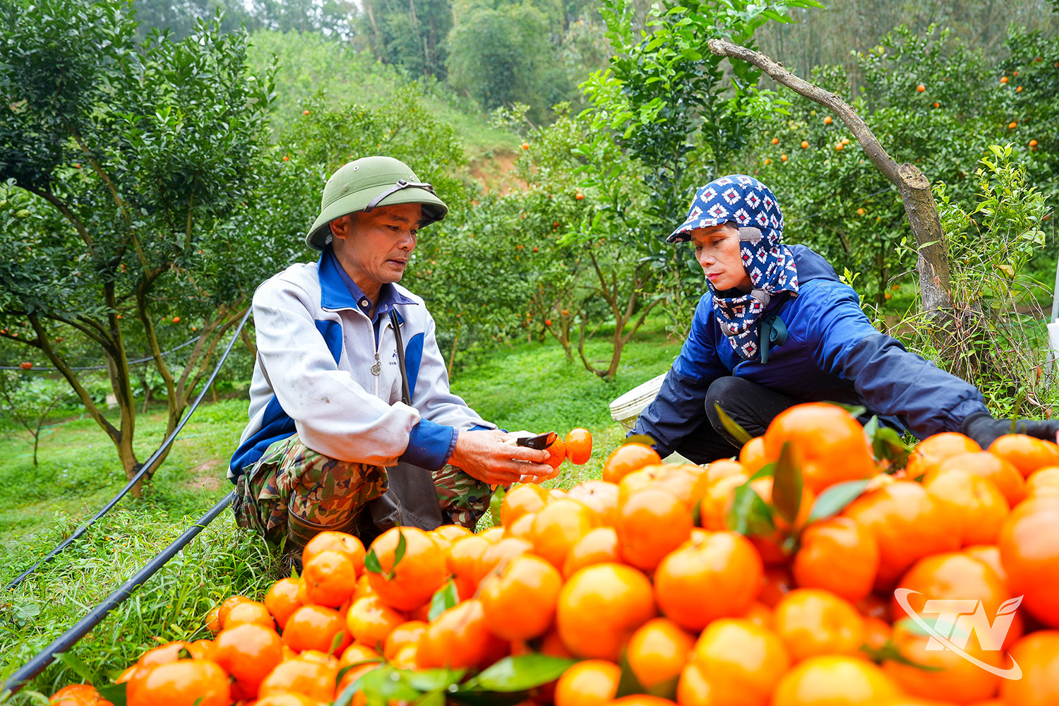 Thái Nguyên: Nông sản sạch trên đất La Hiên Thái Nguyên: Nông sản sạch trên đất La Hiên