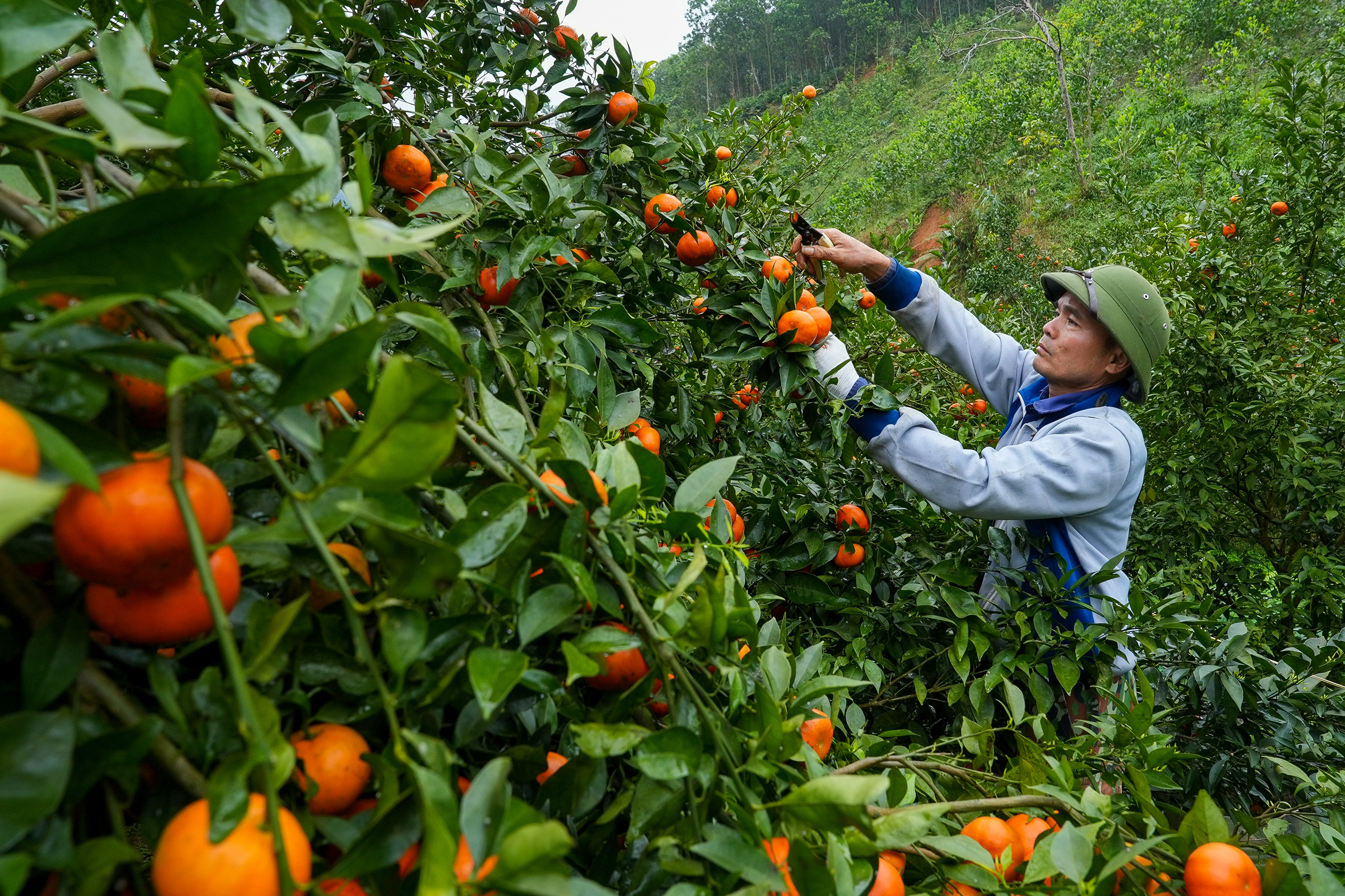 Thái Nguyên: Nông sản sạch trên đất La Hiên Thái Nguyên: Nông sản sạch trên đất La Hiên