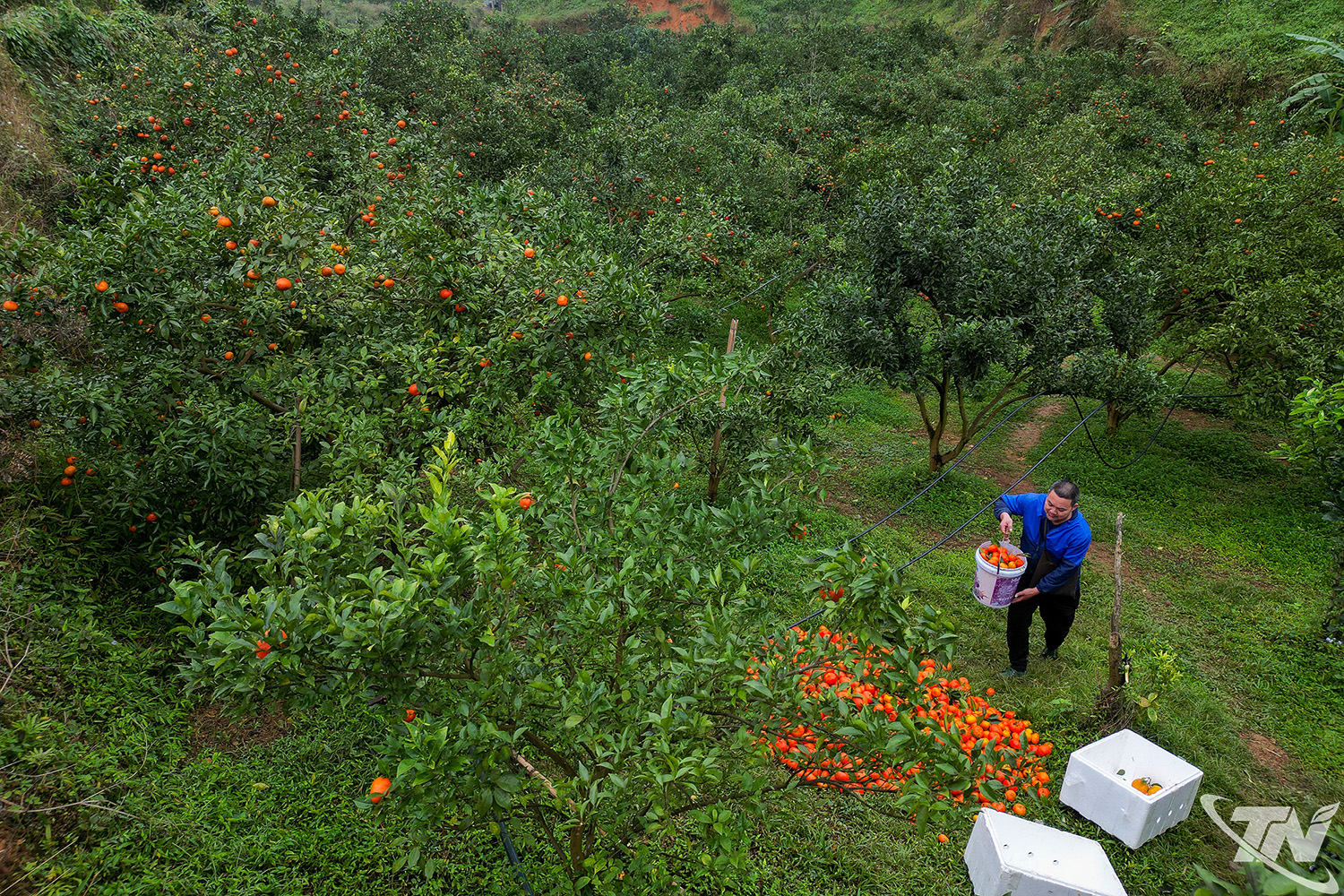 Thái Nguyên: Nông sản sạch trên đất La Hiên Thái Nguyên: Nông sản sạch trên đất La Hiên