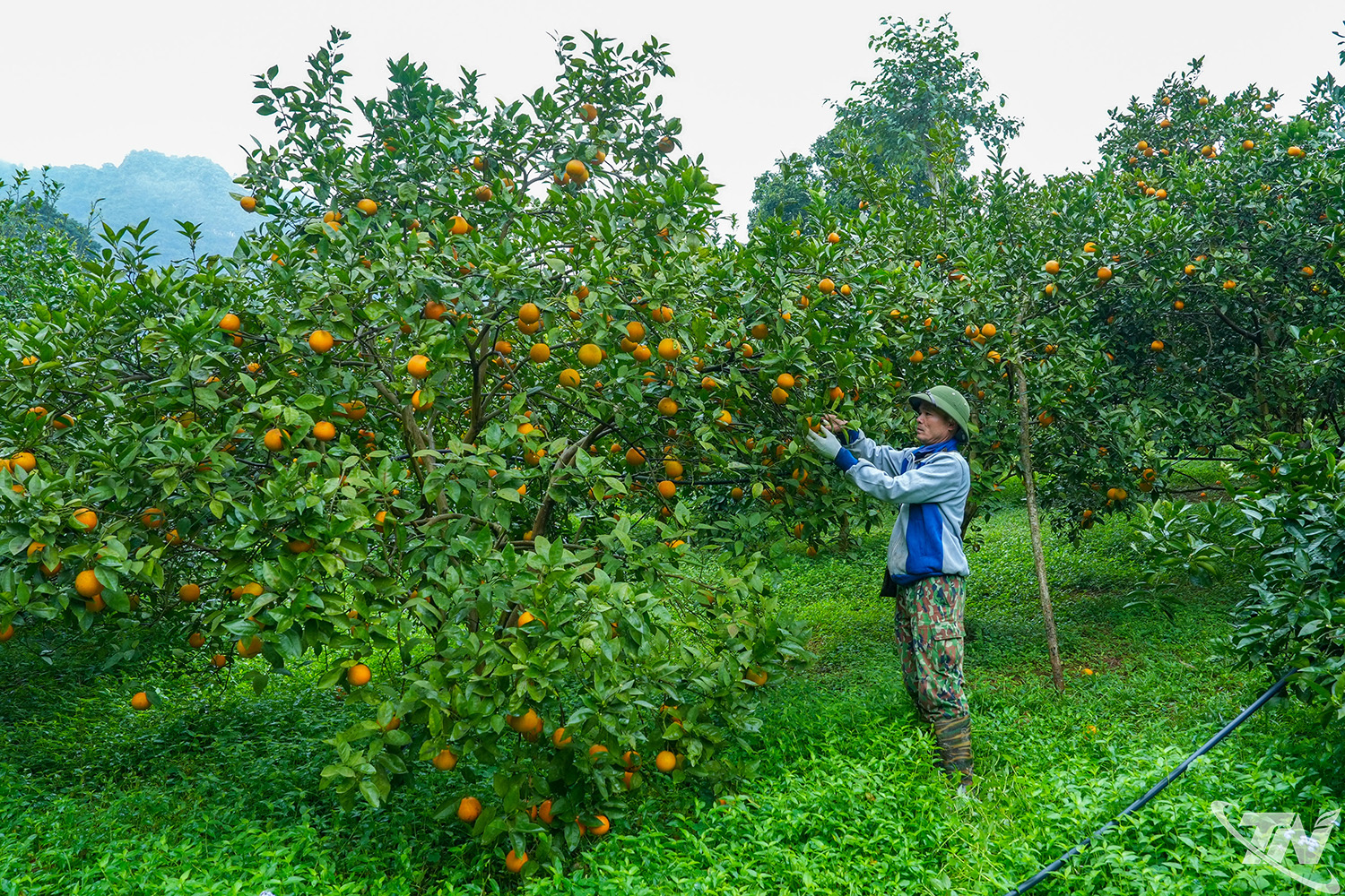 Thái Nguyên: Nông sản sạch trên đất La Hiên Thái Nguyên: Nông sản sạch trên đất La Hiên