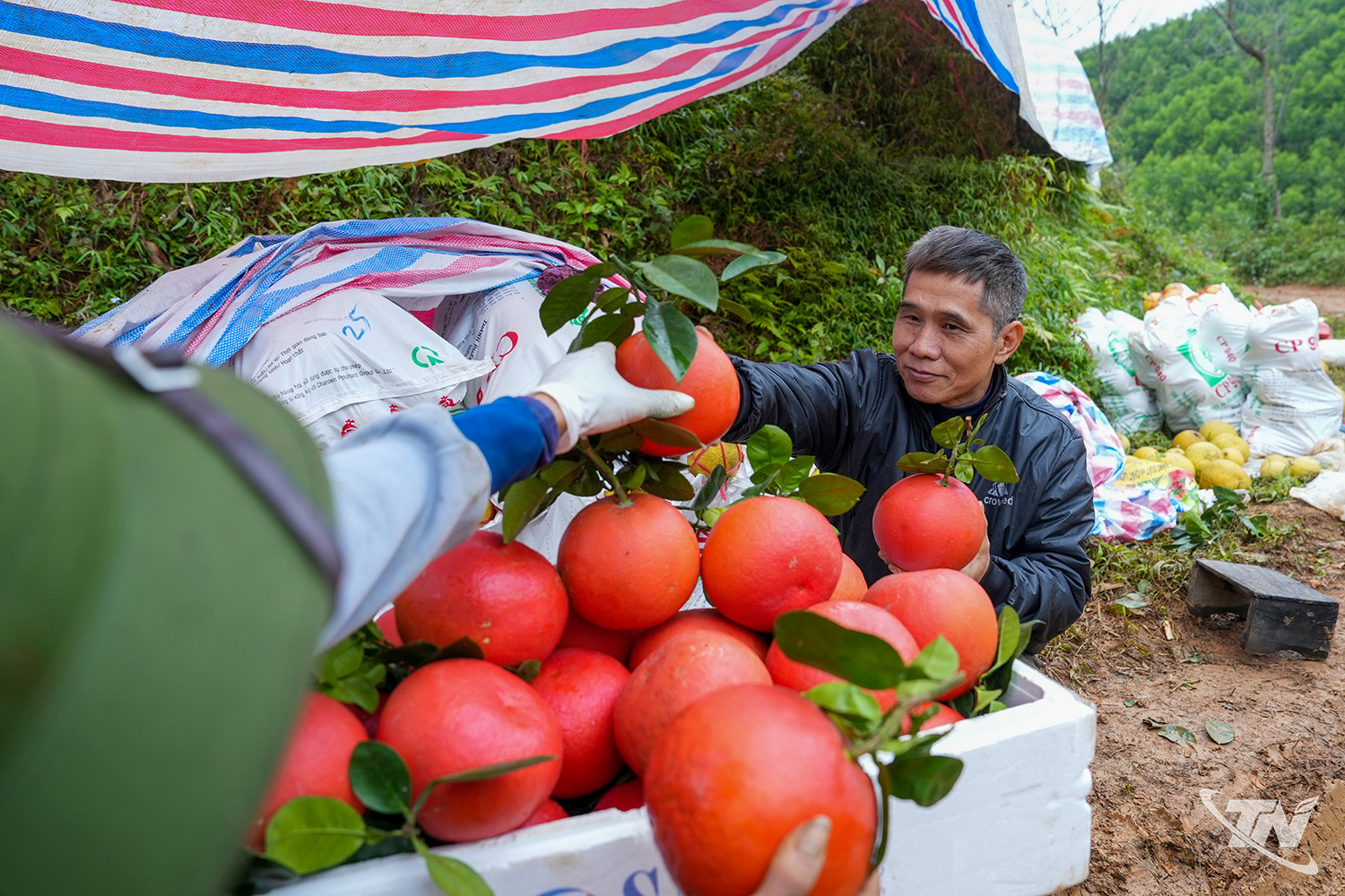 Thái Nguyên: Nông sản sạch trên đất La Hiên Thái Nguyên: Nông sản sạch trên đất La Hiên