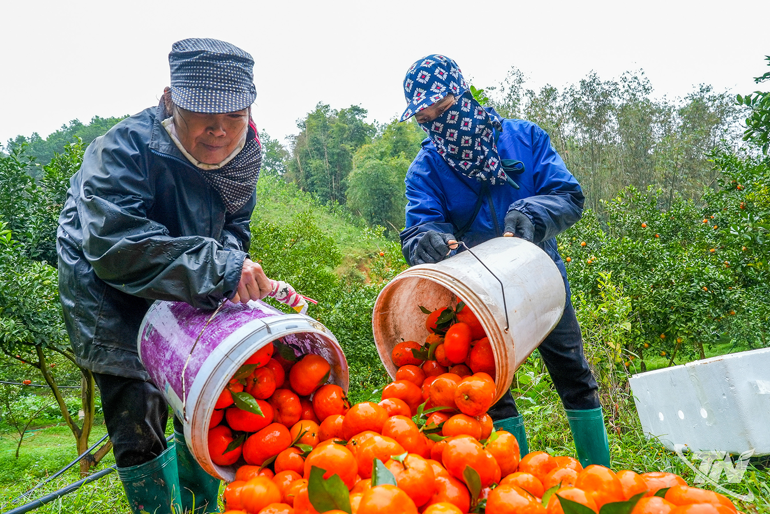 Thái Nguyên: Nông sản sạch trên đất La Hiên Thái Nguyên: Nông sản sạch trên đất La Hiên