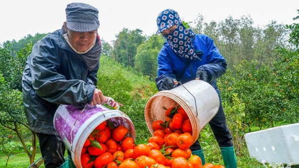 Thái Nguyên: Nông sản sạch trên đất La Hiên