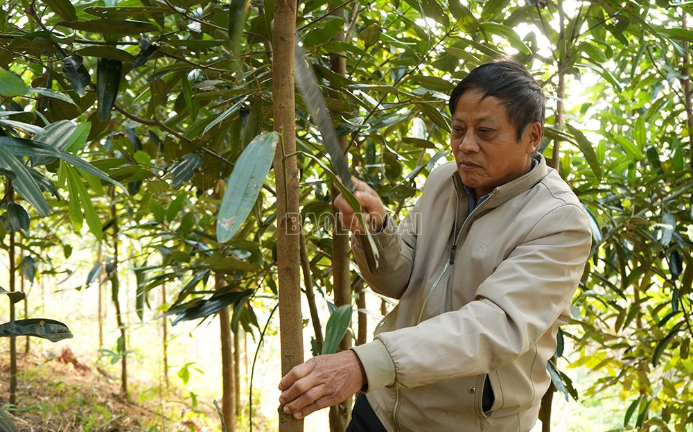 Lào Cai: Gỡ nút thắt chuỗi giá trị nông nghiệp ở Trấn Yên Lào Cai: Gỡ nút thắt chuỗi giá trị nông nghiệp ở Trấn Yên