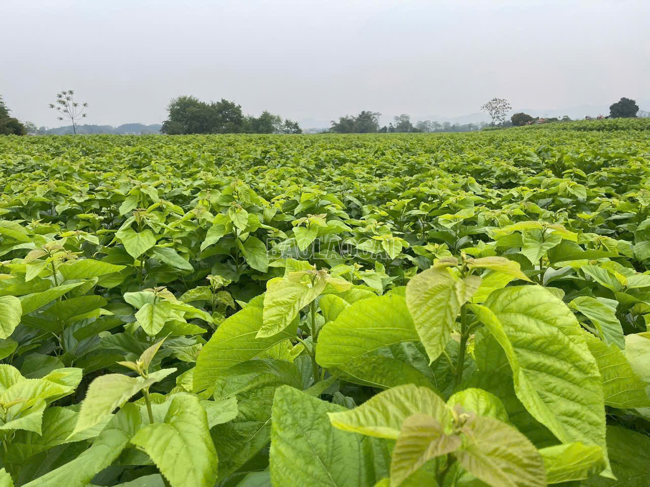 Lào Cai: Gỡ nút thắt chuỗi giá trị nông nghiệp ở Trấn Yên Lào Cai: Gỡ nút thắt chuỗi giá trị nông nghiệp ở Trấn Yên