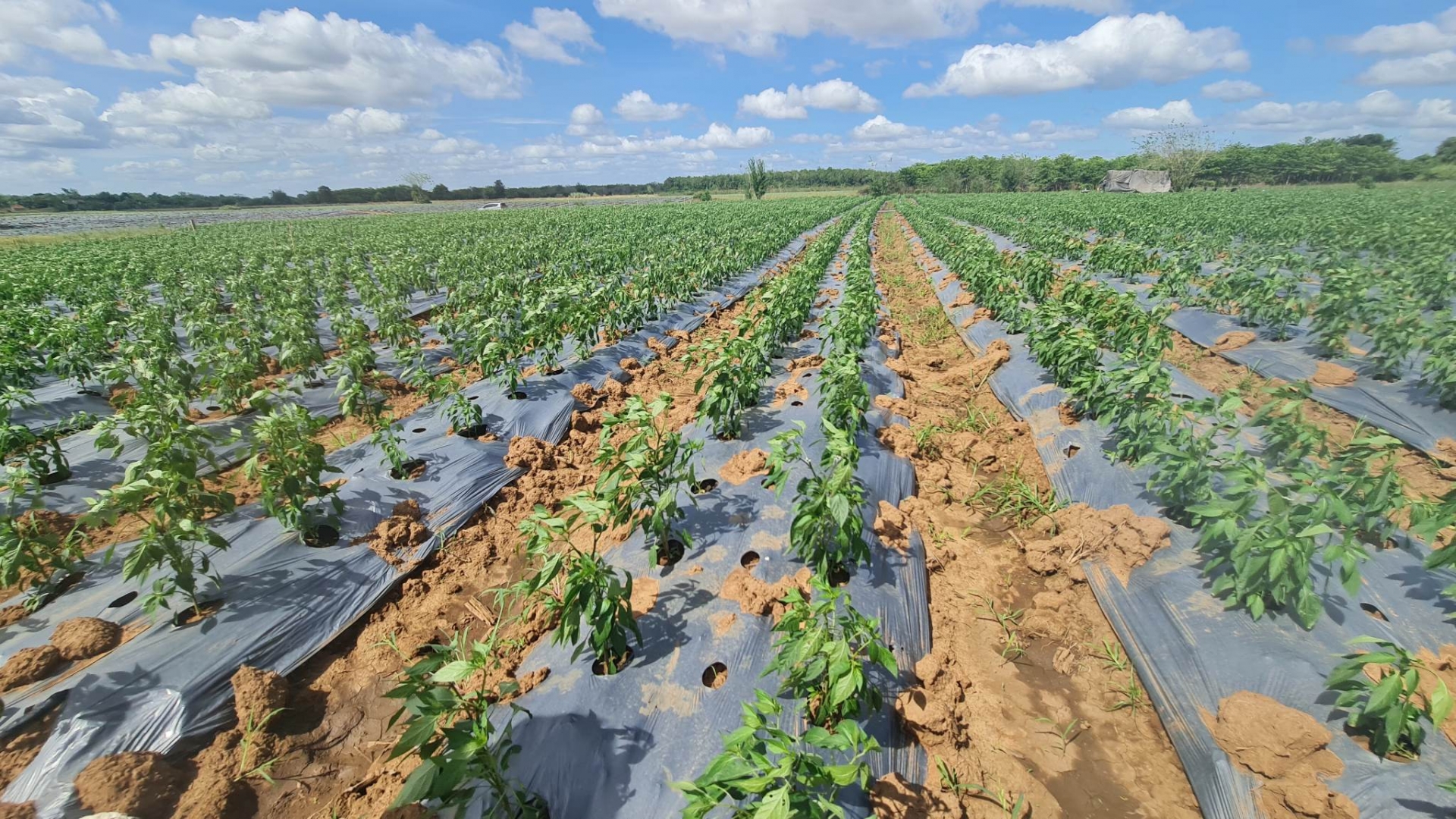 Đắk Lắk: Làm phân vi sinh từ vỏ sầu riêng