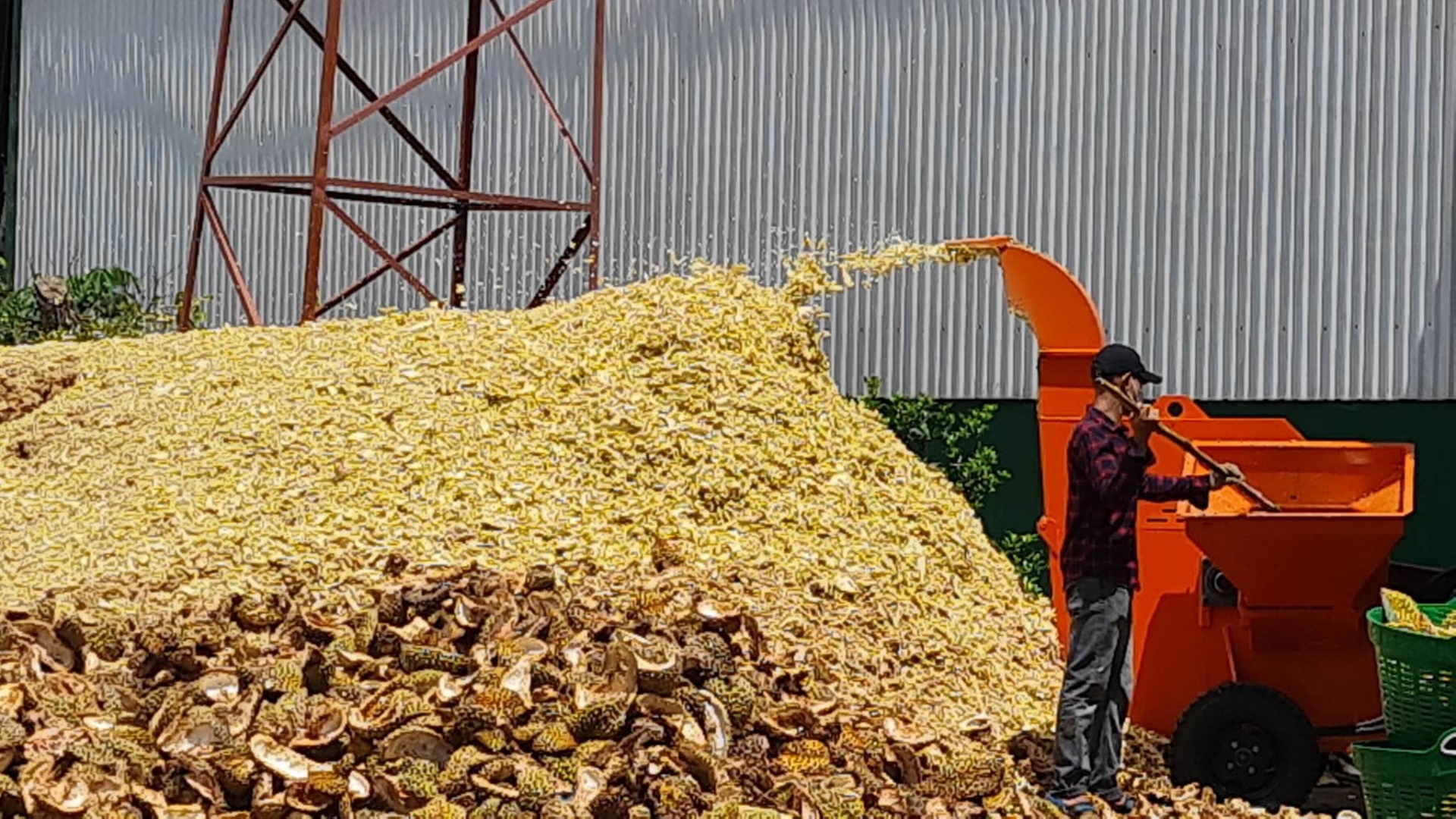 Đắk Lắk: Làm phân vi sinh từ vỏ sầu riêng