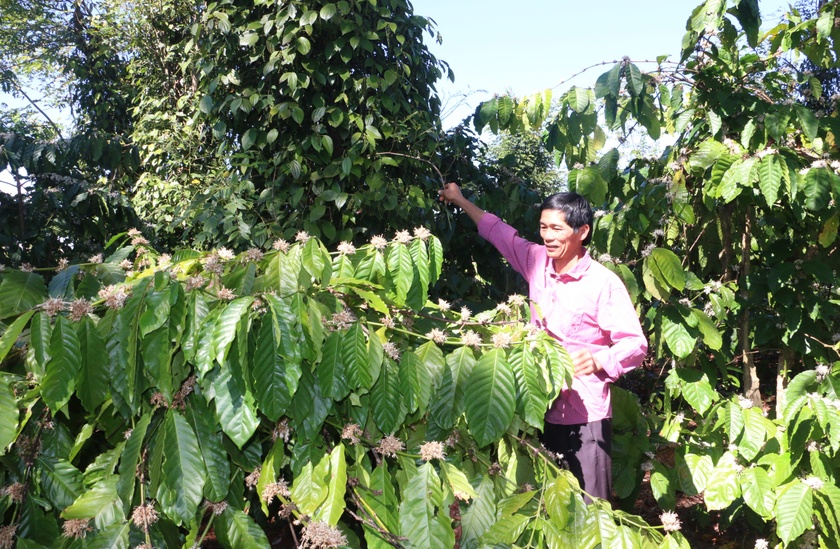 Gia Lai sản xuất cà phê thích ứng với biến đổi khí hậu Gia Lai sản xuất cà phê thích ứng với biến đổi khí hậu ảnh 1