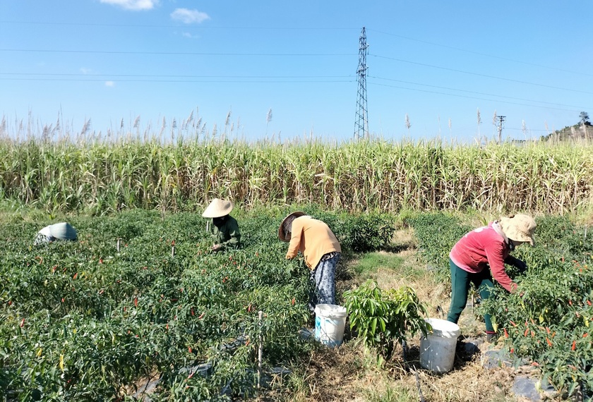 Gia Lai: Nông dân Kbang thu nhập khá nhờ giá ớt tăng cao Nông dân Kbang thu nhập khá nhờ giá ớt tăng cao ảnh 1