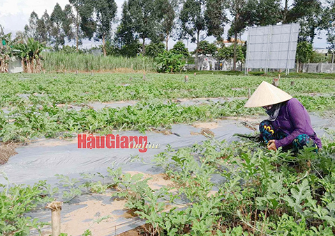 Vào vụ rau màu mùa hạn Vào vụ rau màu mùa hạn