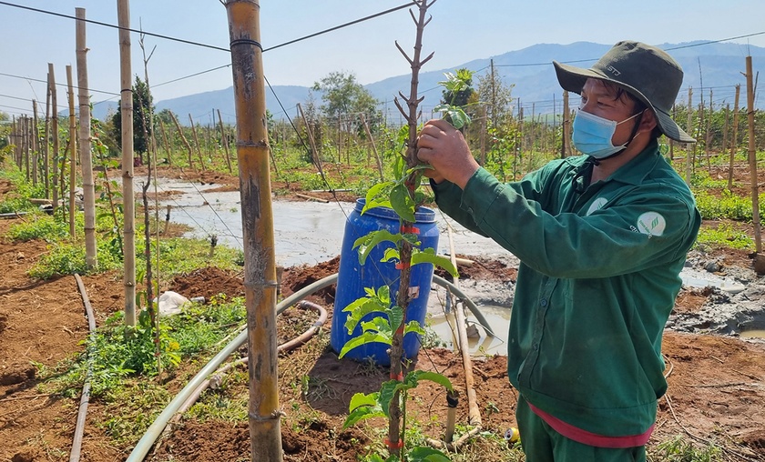 Gia Lai phát triển bền vững cây chanh dây Gia Lai phát triển bền vững cây chanh dây ảnh 1