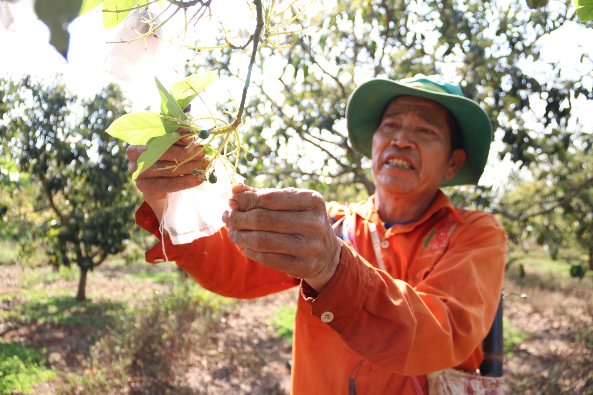 Đắk Lắk: Có một mùa hoa bơ... Quả to bằng ngón tay cái, nông dân bắt đầu bọc để tránh côn trùng