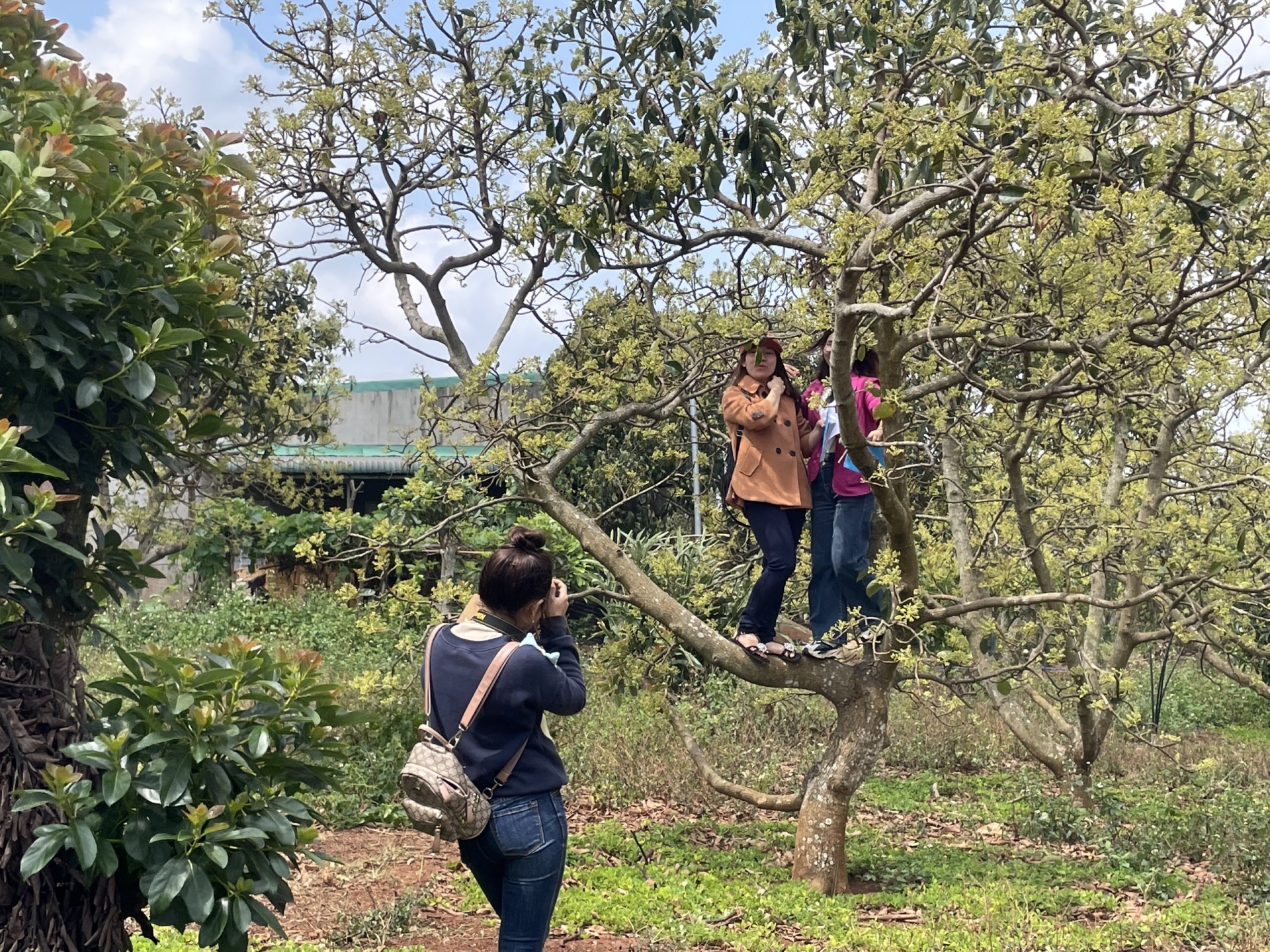 Đắk Lắk: Có một mùa hoa bơ... Vẻ đẹp của hoa bơ mùa bung nở khiến nhiêù ud khách tìm về, chéck-in, chụp ảnh