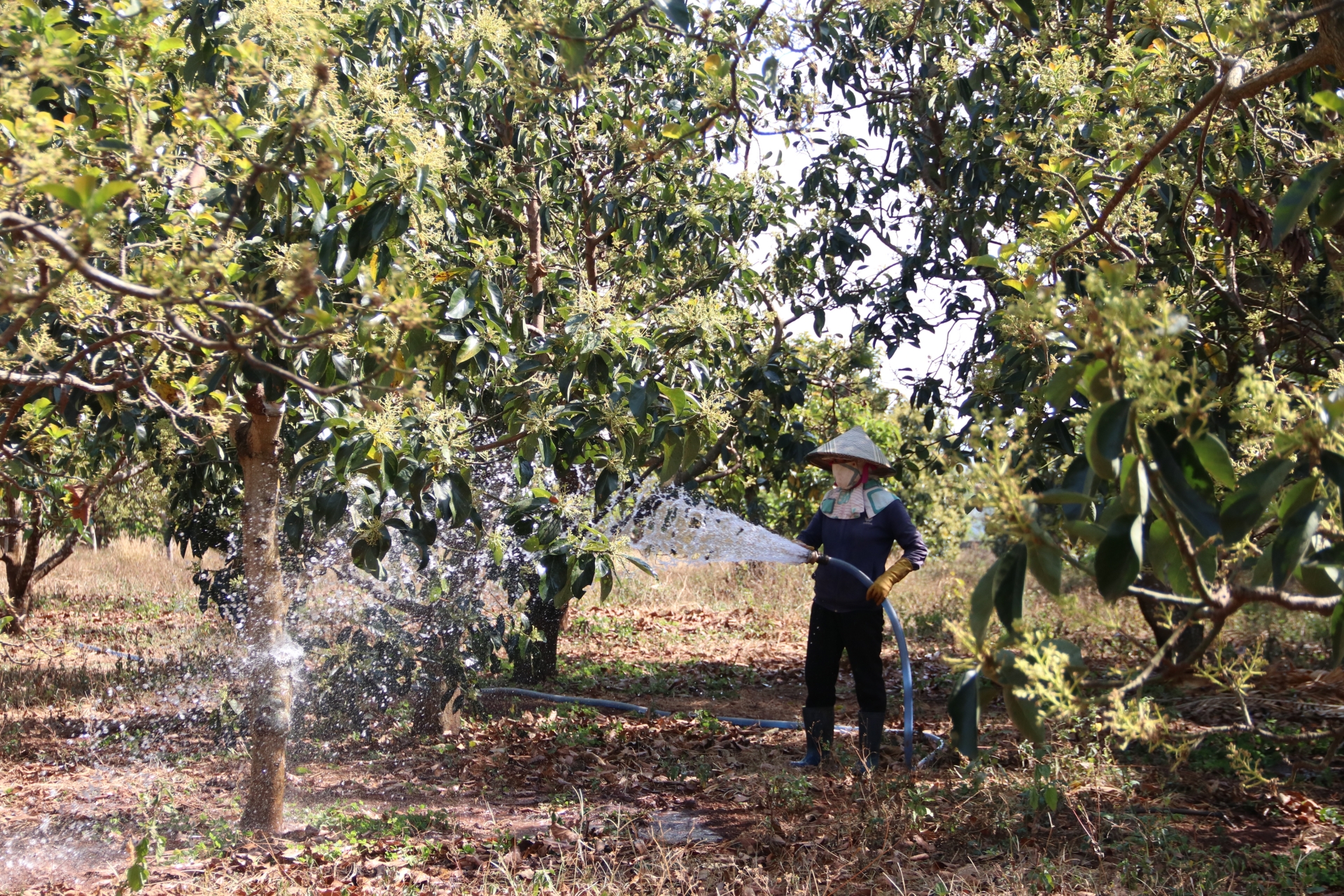 Đắk Lắk: Có một mùa hoa bơ... Cây bơ thường ra hoa vào mùa khô nên phải tưới nước cho cây