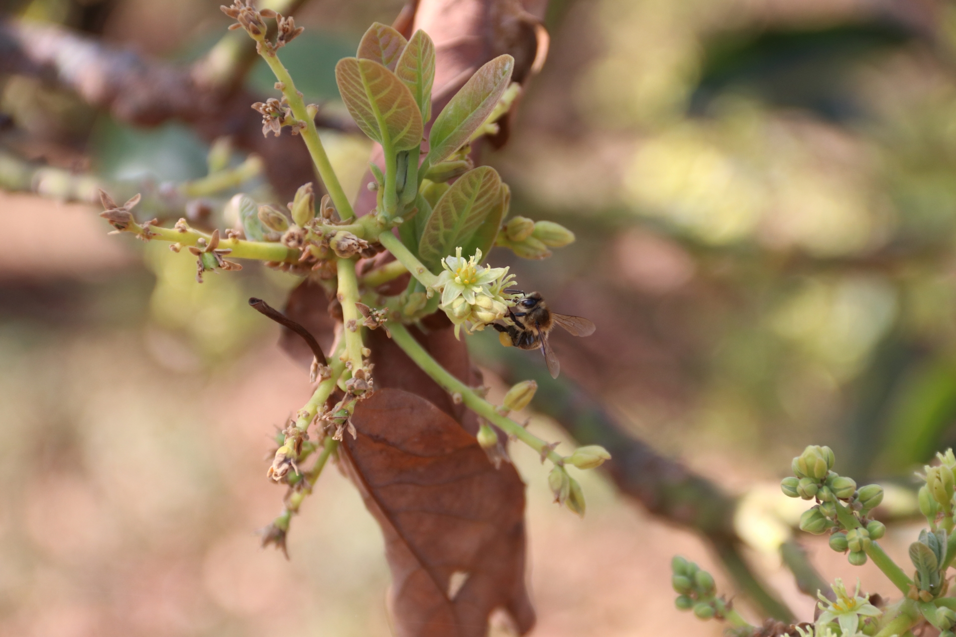 Đắk Lắk: Có một mùa hoa bơ... Ong bướm tìm về hút mật