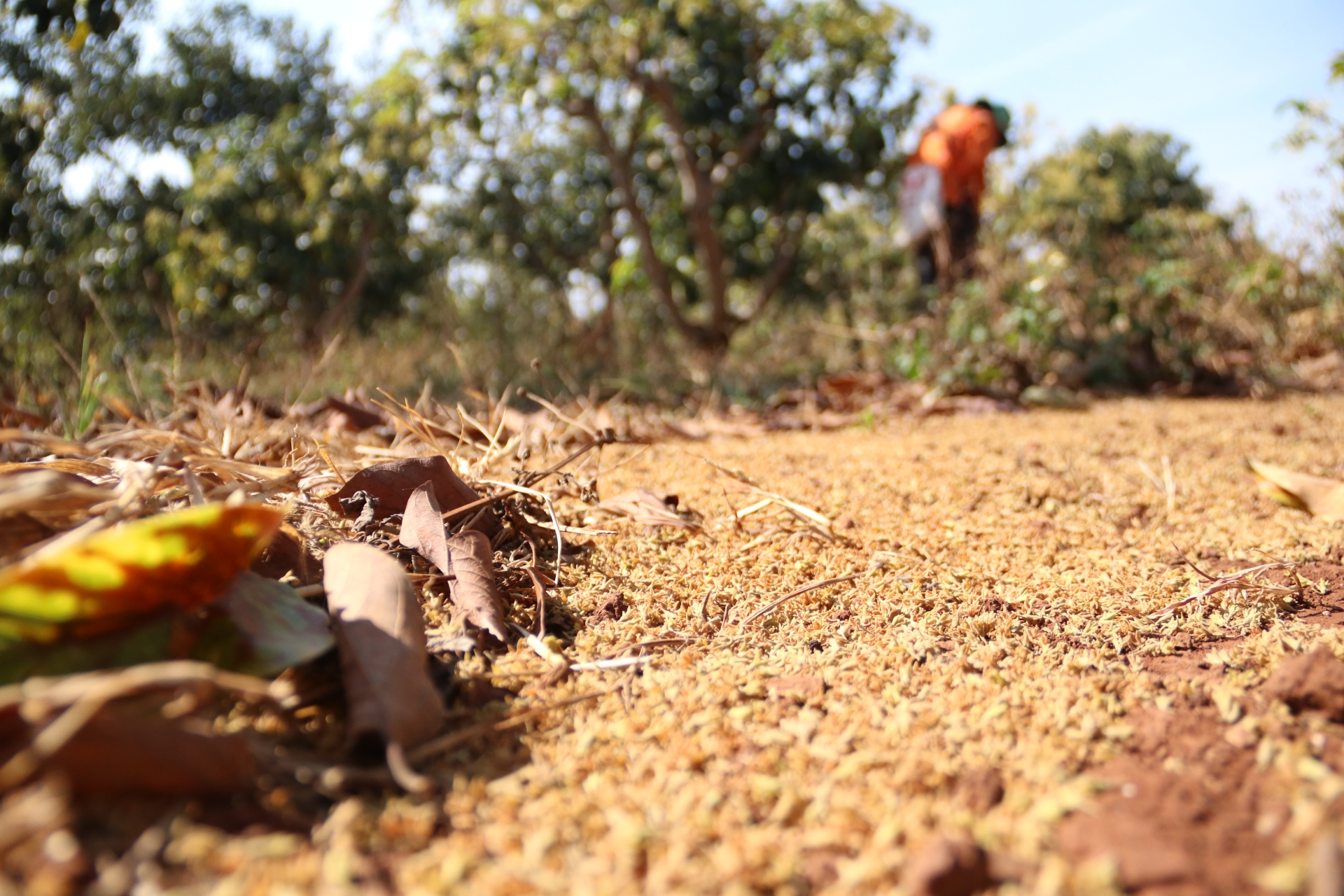 Đắk Lắk: Có một mùa hoa bơ... Hoa bơ rụng xuống, tạo thành thảm vàng trong khu vườn